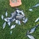 Carp bream