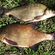 Carp bream