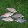 Carp bream