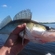 Pike perch