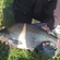 Carp bream
