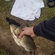 Black carp