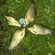 Prussian carp
