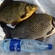 Prussian carp