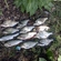 Carp bream