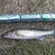 Pike perch