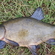 Tench