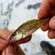 Ruffe