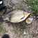 Prussian carp