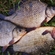 Prussian carp