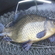Crucian carp