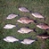 Carp bream