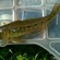 Sand goby