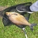 Carp bream