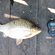 Crucian carp