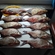 Carp bream