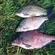 Carp bream