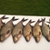 Carp bream