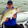 Pike perch