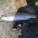 Ocean Trout