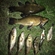 Tench