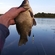 Prussian carp