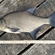 Carp bream
