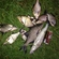 Pike perch