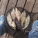 Carp bream