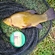 Tench