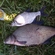 Carp bream