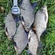 Carp bream