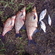 Carp bream