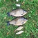 Prussian carp