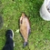 Carp bream