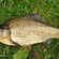 Prussian carp