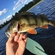 Eurasian perch