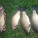 Prussian carp