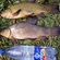 Tench