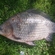 Prussian carp