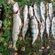 Eurasian perch