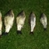 Prussian carp