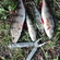 Eurasian perch