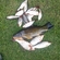 Tench