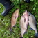 Carp bream