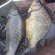 Crucian carp