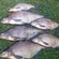 Carp bream
