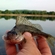 Ruffe