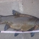 Tench