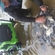 Carp bream